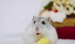 仓鼠迷仔蛋仔爆料视频,揭秘仓鼠界的神秘世界